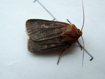 Square-spot Rustic